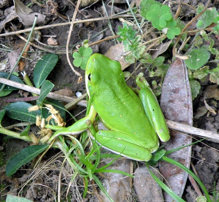green-treefrog.jpg