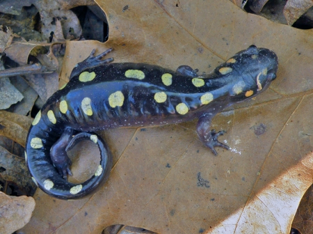 spotted-salamander-1.jpg