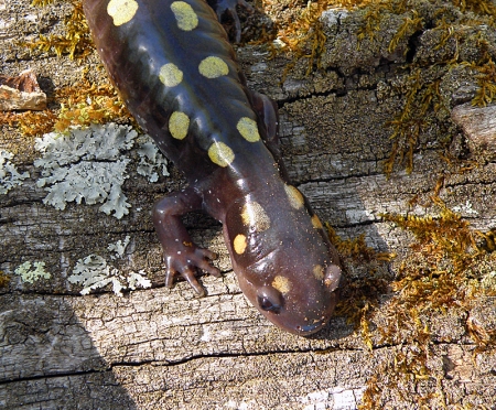 spotted-salamander-2.jpg