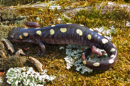 spotted-salamander-3.jpg