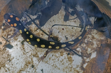 spotted-salamander-3_0