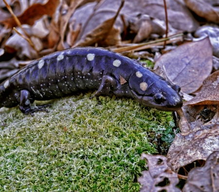 spotted-salamander-on-moss