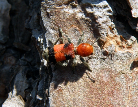 ant-mimic-beetle.jpg