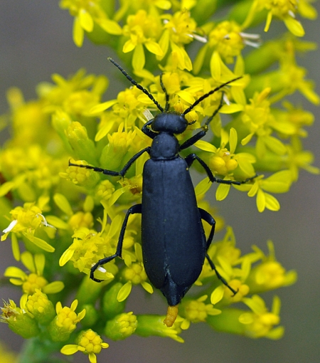 epicauta-pennsylvanica-black-blister-beetle