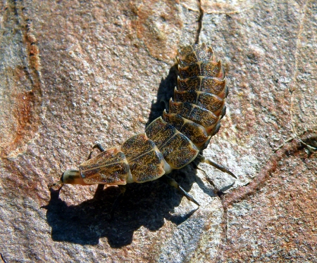 firefly-larvae-2.jpg