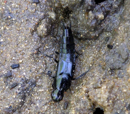rove-beetle-philonthus-politus-1.jpg