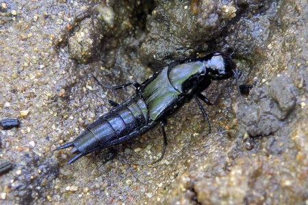 rove-beetle-philonthus-politus-2.jpg