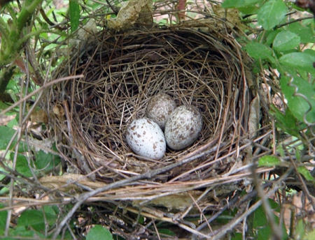 cardinal-nest.jpg