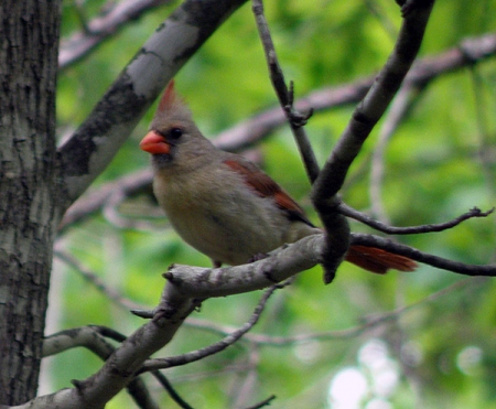 female-northern-cardinal.jpg