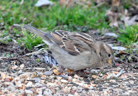 house-sparrow-female