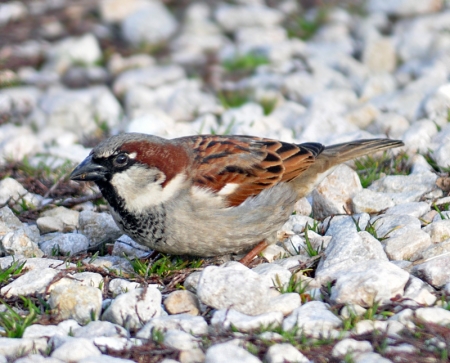 house-sparrow-male-2