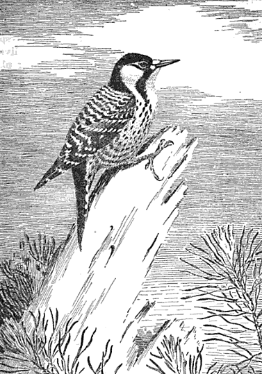 red-cockaded-woodpecker-bw-cropped.png