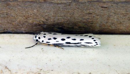 moth8_0.jpg