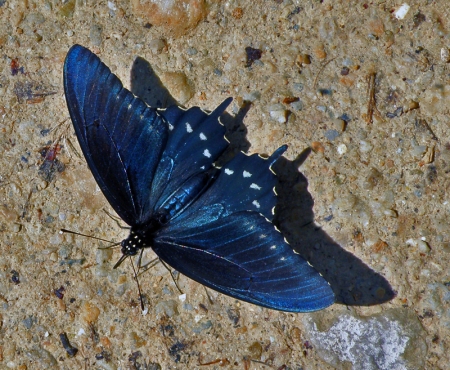 pipevine-swallowtail.jpg