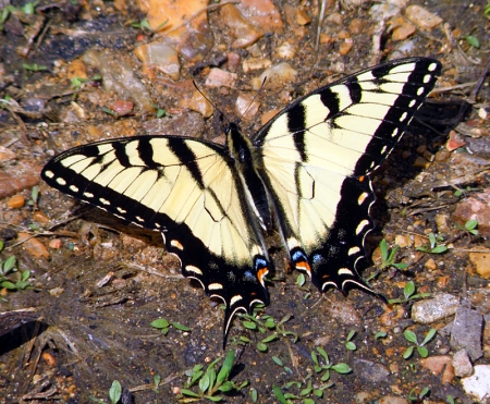tiger-swallowtail.jpg