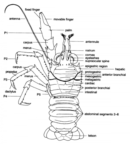 Crayfish Diagram - Nat Hist Museum LA County