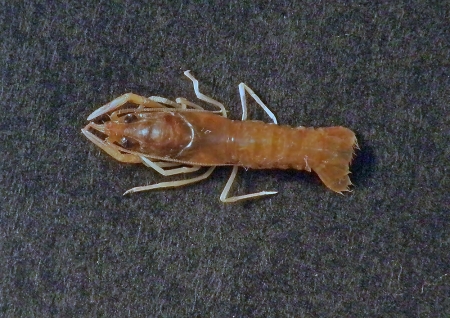 p-acutus-juvenile-4
