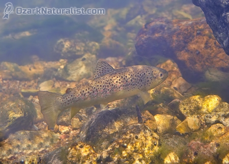 brown_trout01_8-28-15