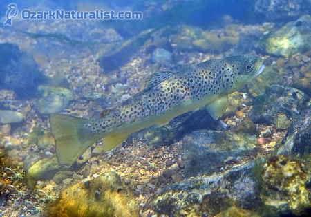 brown_trout02_8-28-15