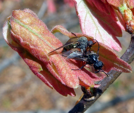 robber-fly-with-prey.jpg