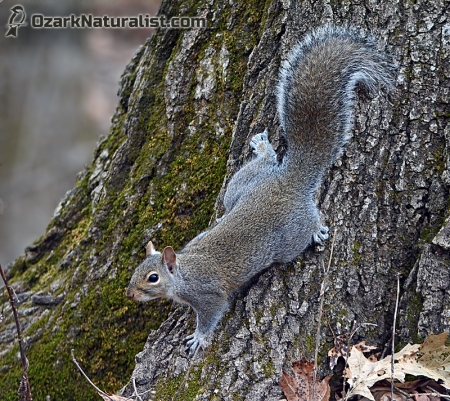 GraySquirrel02_12.12.15