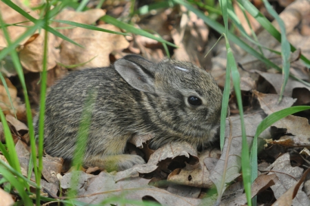 bunnywabbit