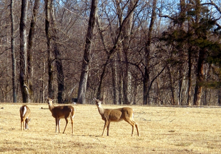deer-1.jpg