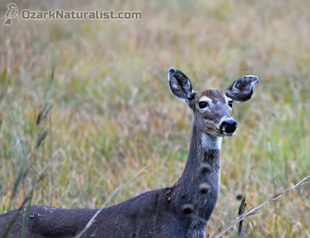 whitetail-deer01_10-3-15