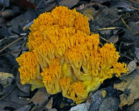 coral-mushroom