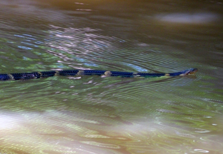broad-banded-water-snake.jpg