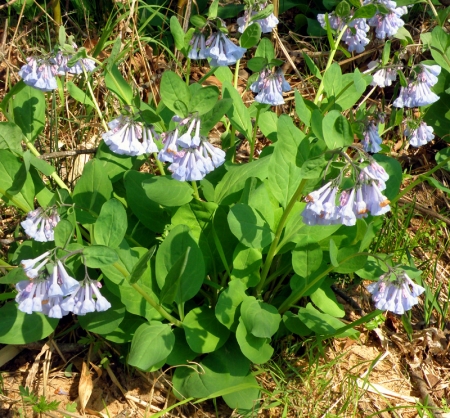 bluebell-plant.jpg
