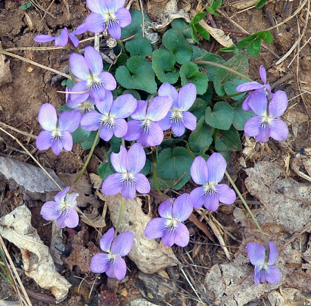 common-blue-violet-viola.jpg
