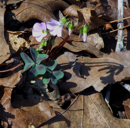 violet-wood-sorrel.jpg